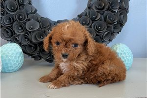 Carly - Cavapoo for sale