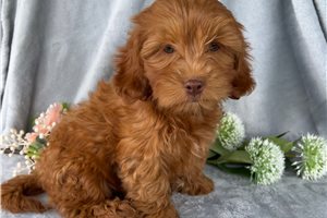 Samson - puppy for sale