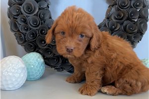 Slater - puppy for sale