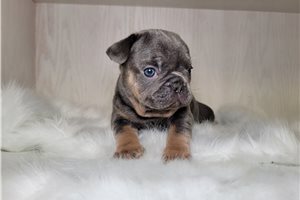 Trevor - French Bulldog for sale