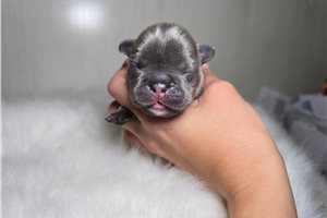 Matthew - French Bulldog for sale