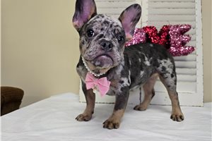 Margot - French Bulldog for sale