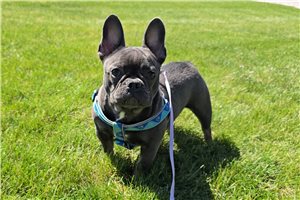 Margaret - French Bulldog for sale