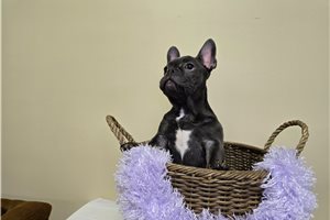 Margaret - French Bulldog for sale