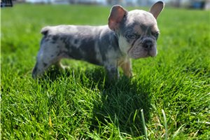 Troy - French Bulldog for sale