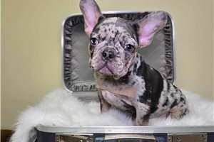 Melody - French Bulldog for sale