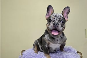 Margot - French Bulldog for sale