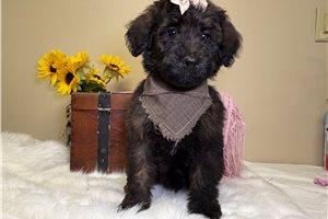 Nikki - Goldendoodle for sale