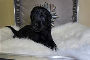 Nigel - Goldendoodle for sale