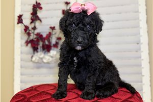 Noelle - Goldendoodle for sale