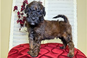 Nathan - Goldendoodle for sale