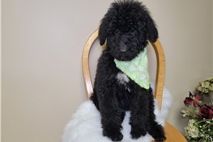 Mia - Goldendoodle for sale