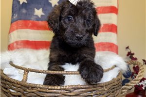 Nikki - Goldendoodle for sale