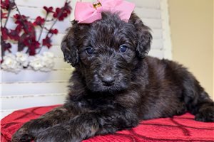 Nikki - Goldendoodle for sale