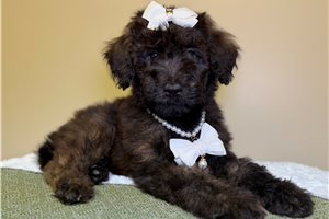 Nikki - Goldendoodle for sale