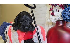 Nigel - Goldendoodle for sale