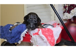 Nathan - Goldendoodle for sale