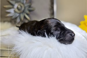 Nikki - puppy for sale