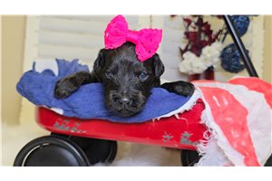 Nikki - Goldendoodle for sale