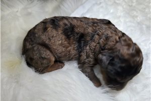 Noland - Goldendoodle for sale