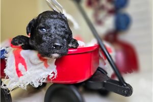 Noelle - Goldendoodle for sale