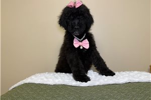 Noelle - Goldendoodle for sale
