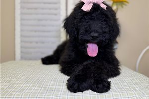 Noelle - Goldendoodle for sale