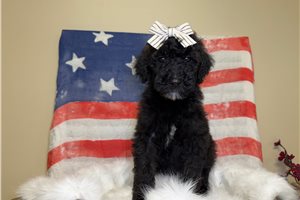 Noelle - Goldendoodle for sale