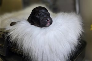 Nathan - puppy for sale