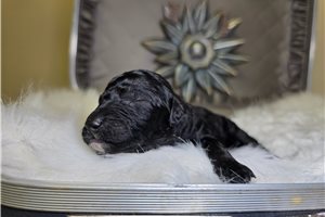 Noelle - Goldendoodle for sale