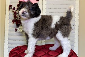 Nova - Goldendoodle for sale