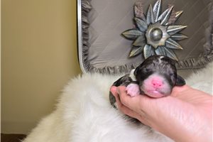 Nova - puppy for sale