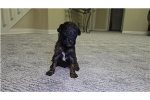 Nathan - Goldendoodle for sale