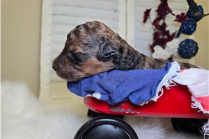 Noland - Goldendoodle for sale