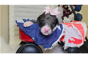 Nova - Goldendoodle for sale