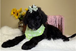 Noelle - Goldendoodle for sale
