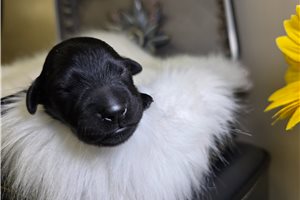Nigel - Goldendoodle for sale