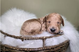 Melody - Goldendoodle, Mini for sale