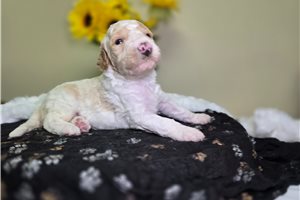 Michael - puppy for sale