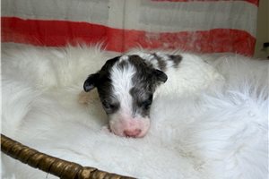 Owen - Mini Goldendoodle for sale