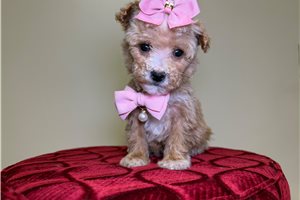 Orchid - Goldendoodle, Mini for sale