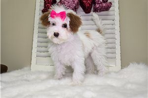 Norma - Goldendoodle, Mini for sale