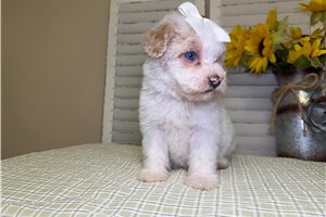 Opal - Goldendoodle, Mini for sale