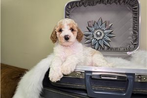 Michael - Goldendoodle, Mini for sale