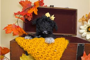 Onyx - puppy for sale