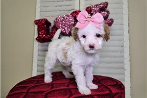 Norma - Goldendoodle, Mini for sale