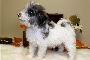 Owen - puppy for sale