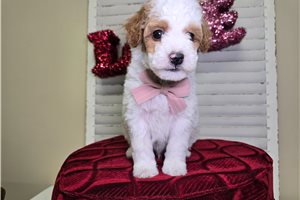 Nemo - Goldendoodle, Mini for sale