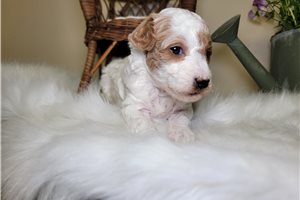 Gene - Goldendoodle, Mini for sale