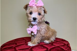 Orchid - Goldendoodle, Mini for sale